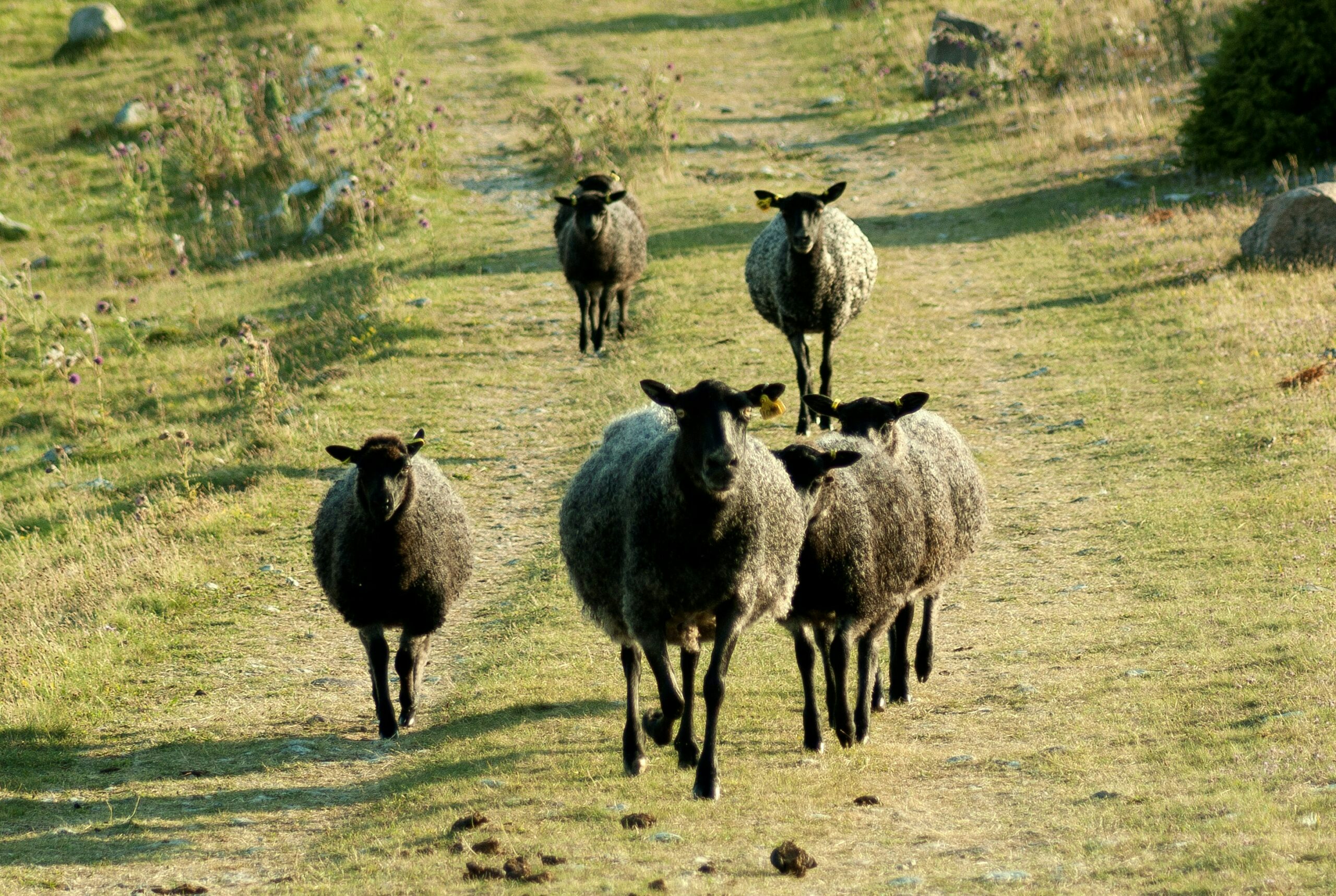 Lamm på södra Gotland
