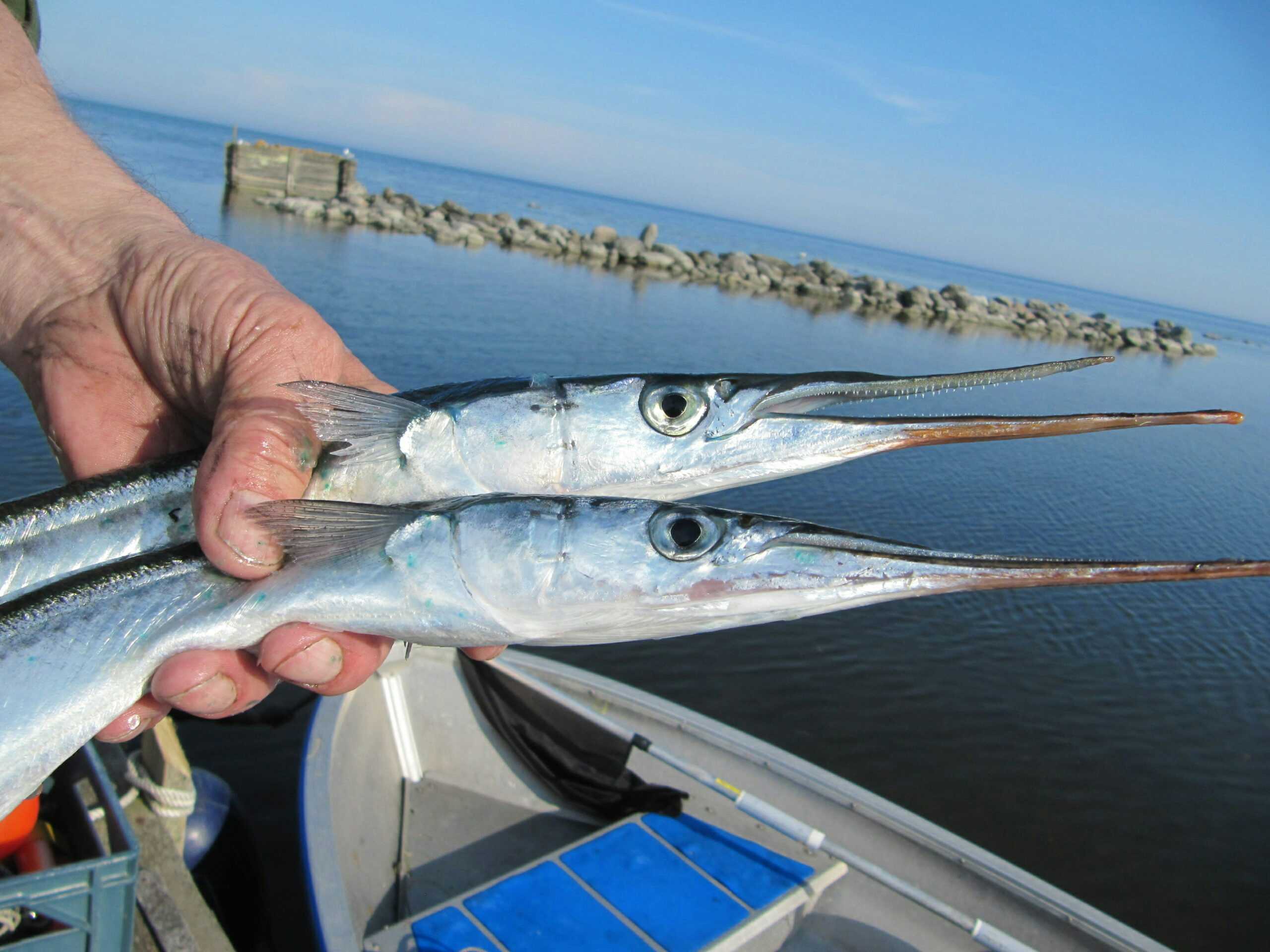 Fisk från Gotland är både hållbart och smart | Gotlands officiella