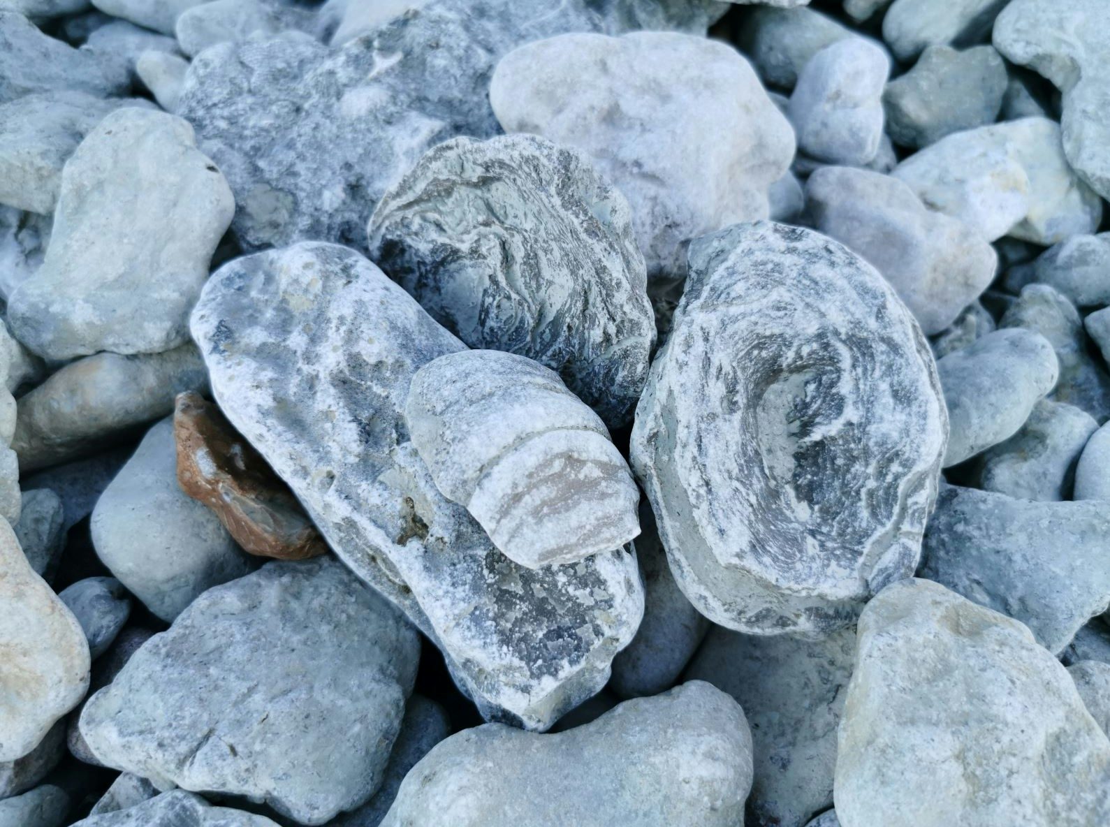 fossiler på strand