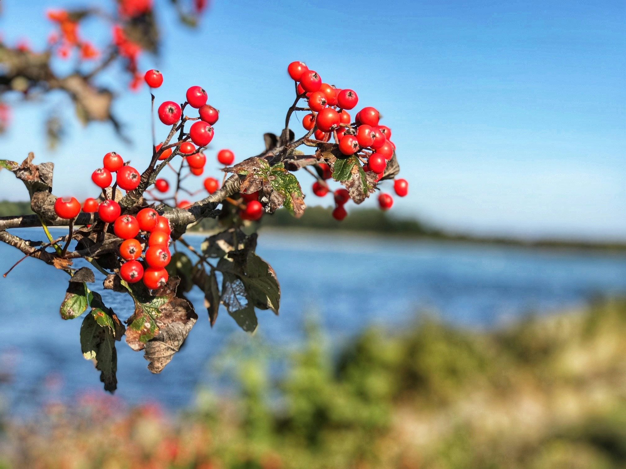 Rönnbär mot havsvik. Brittsommardag.