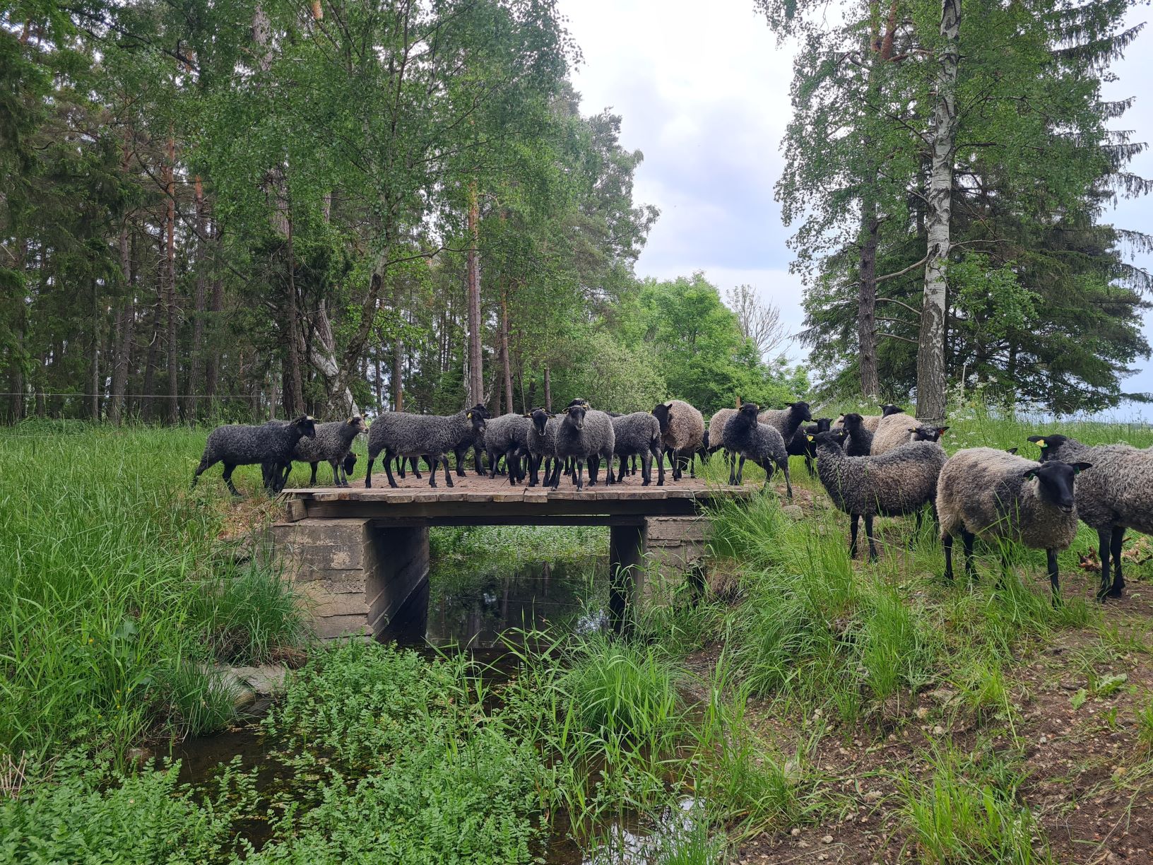 Lyckorusets Lammskinn | Gotlands Officiella Besöksplats