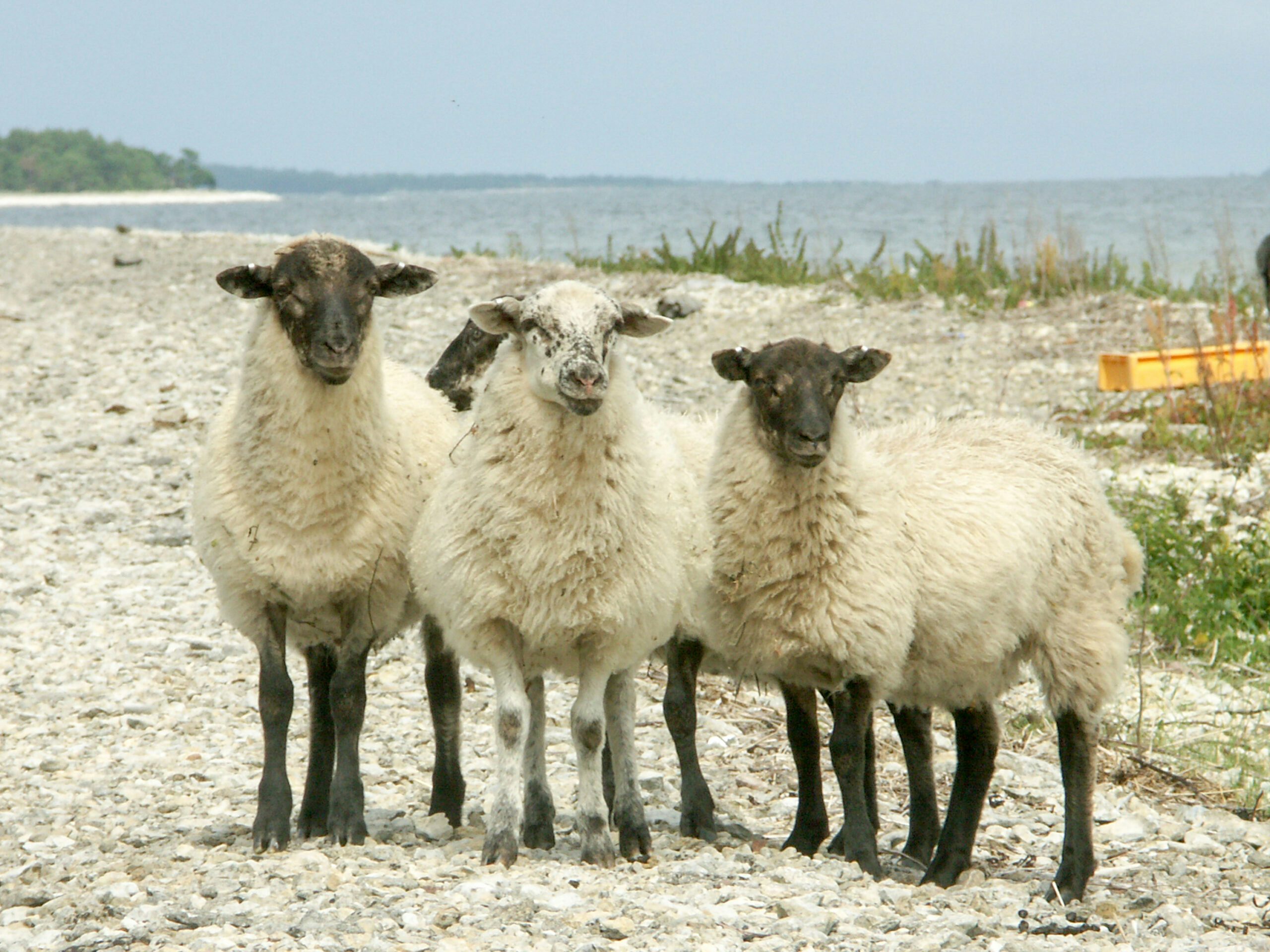 fyra vita lamm på strand