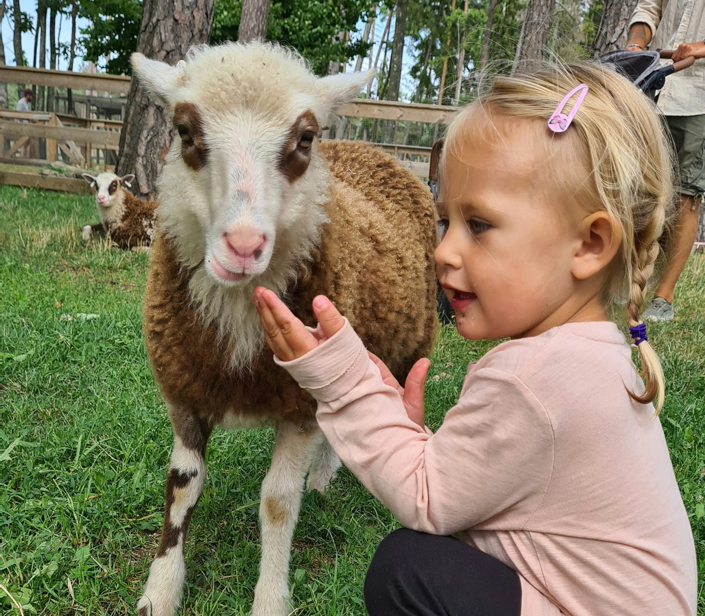 barn klappar ett lamm