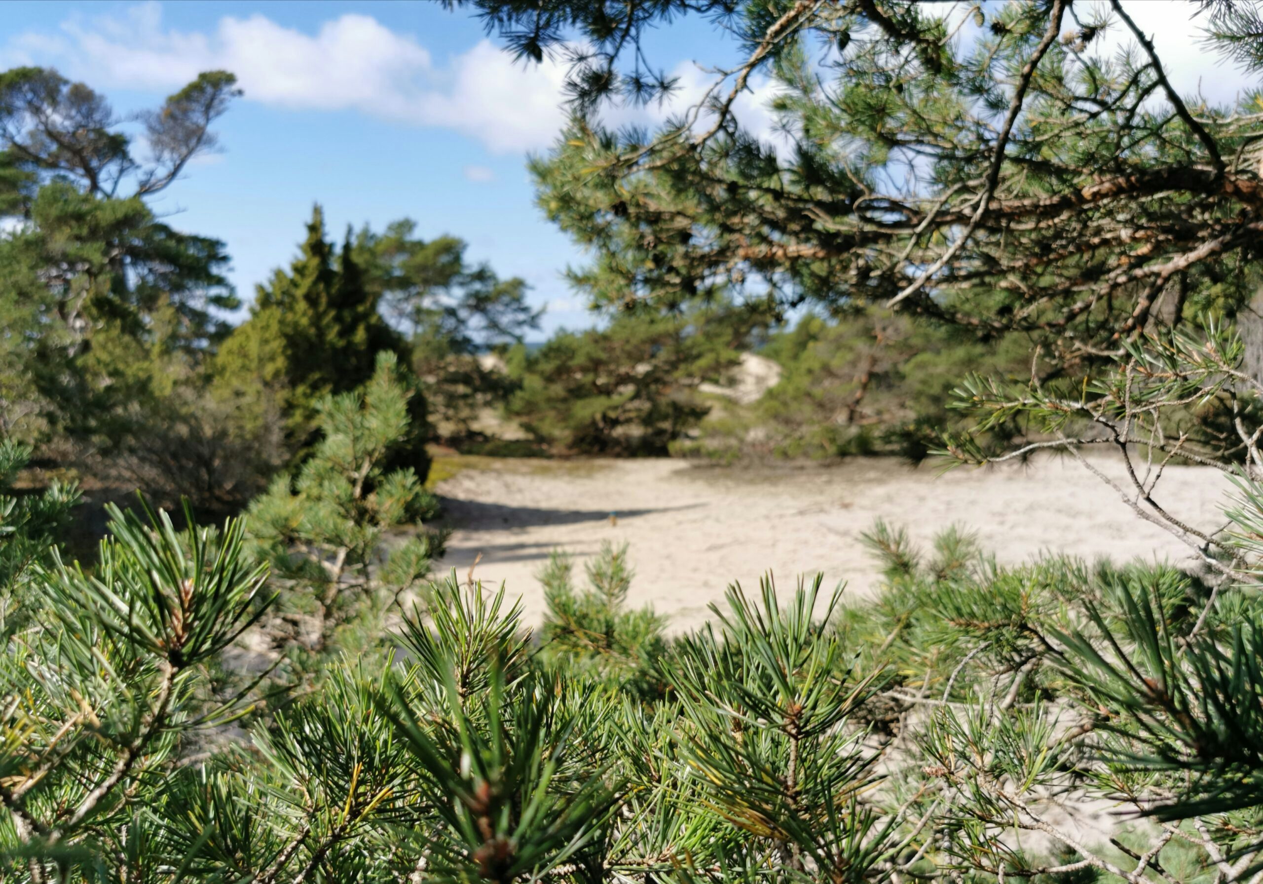 Smågårde strandskog