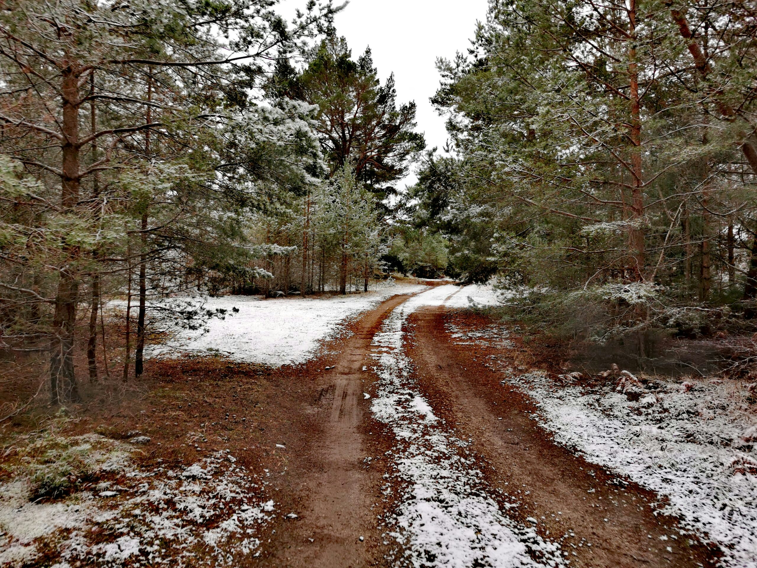 skogsväg i snö