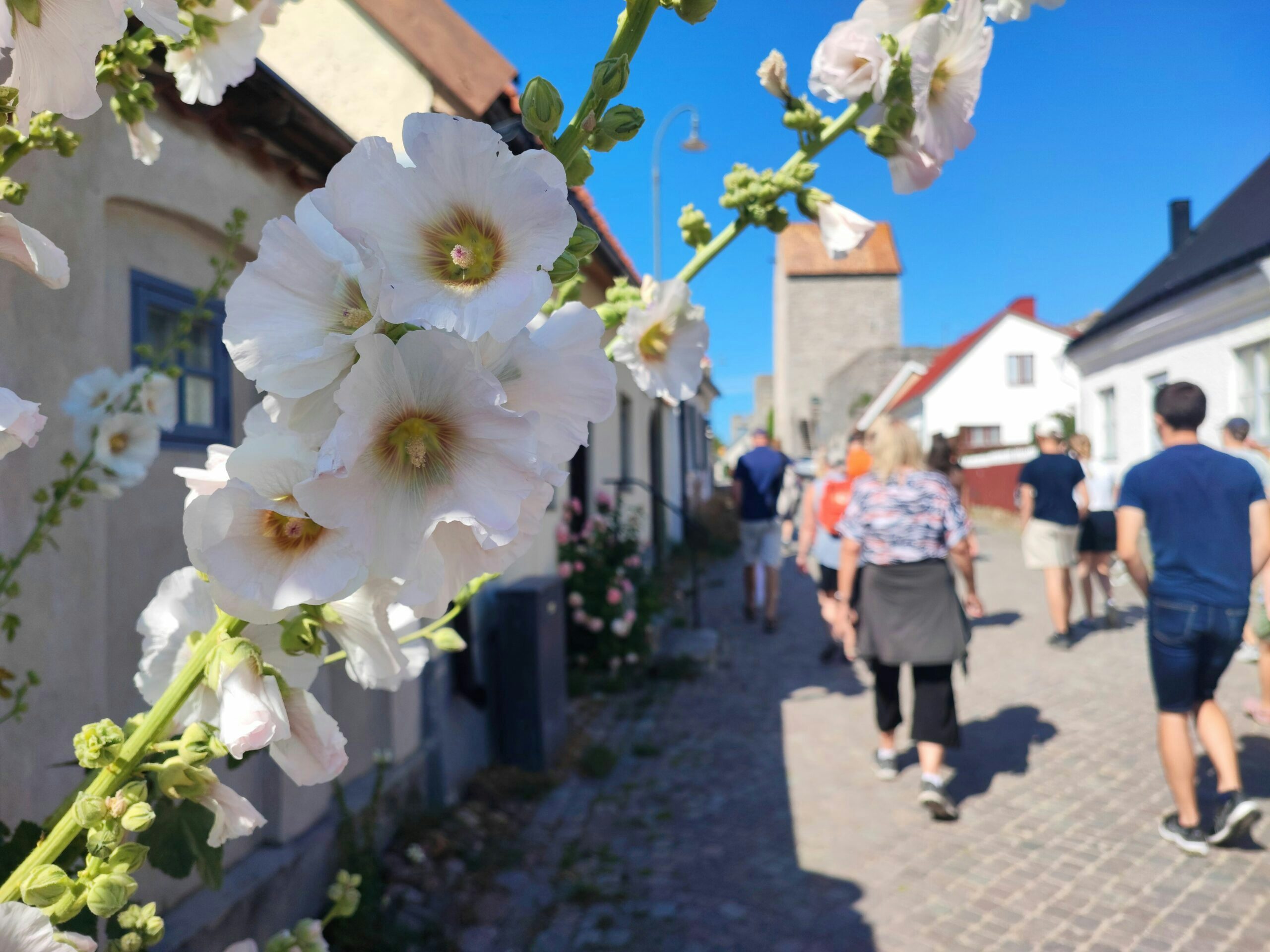 Stockros och människor på guidad visning i Visby